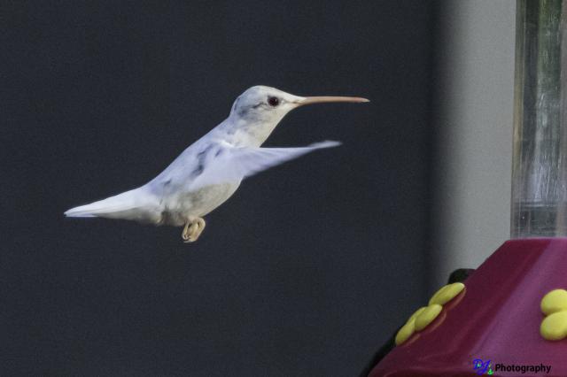 White Hummingbird