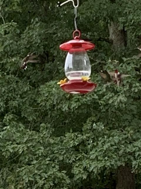 25 hummingbirds