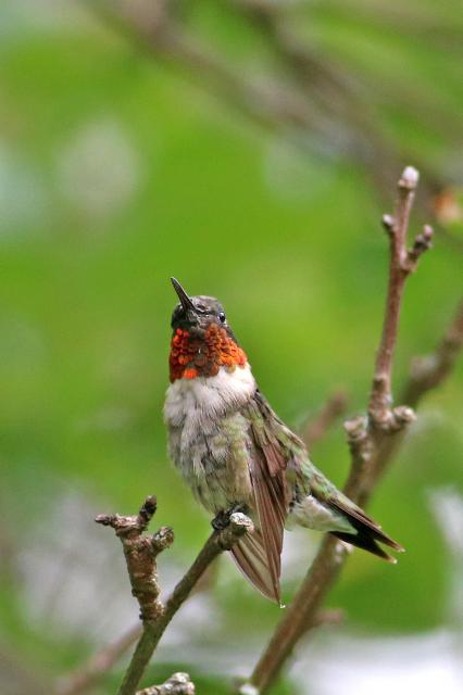 Male Ruby throated hummingbird