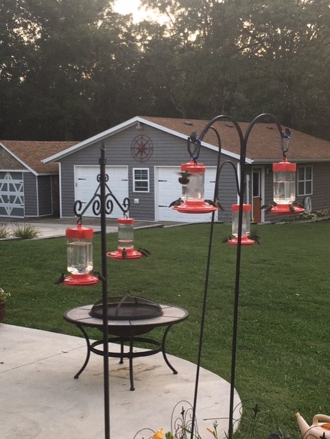 About 50 Ruby-throated Humminbirds