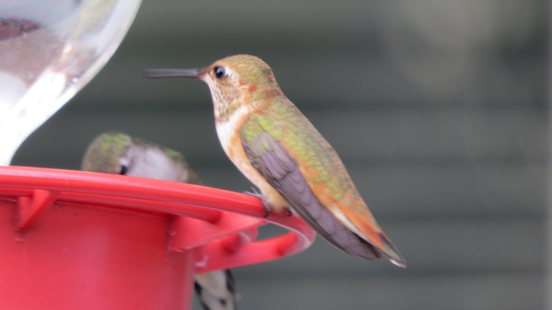 First Rufous. Many Ruby-throated Hummers.