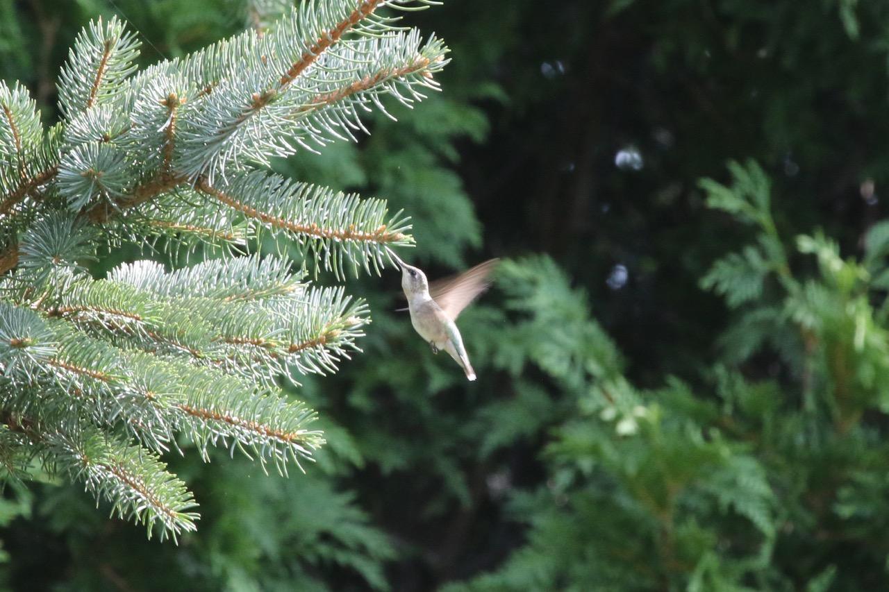 Catching Insects To Add Protein