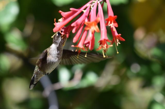 Gaining Their Migration Weight Right Before Our Eyes
