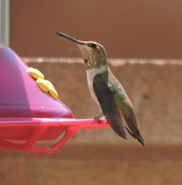 Rufous Hummingbird Journeying South