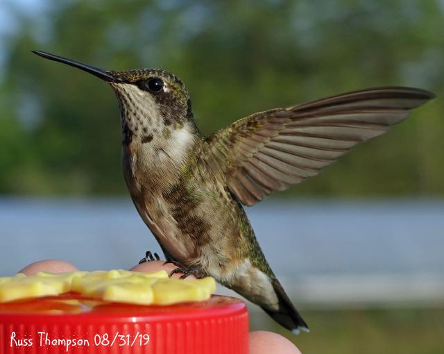 Juvenile Male Ruby throated hummingbird