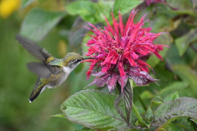 Hummingbird nectaring photo 