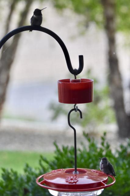 Last Sighting Hummer