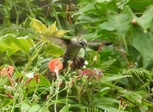 hummingbird