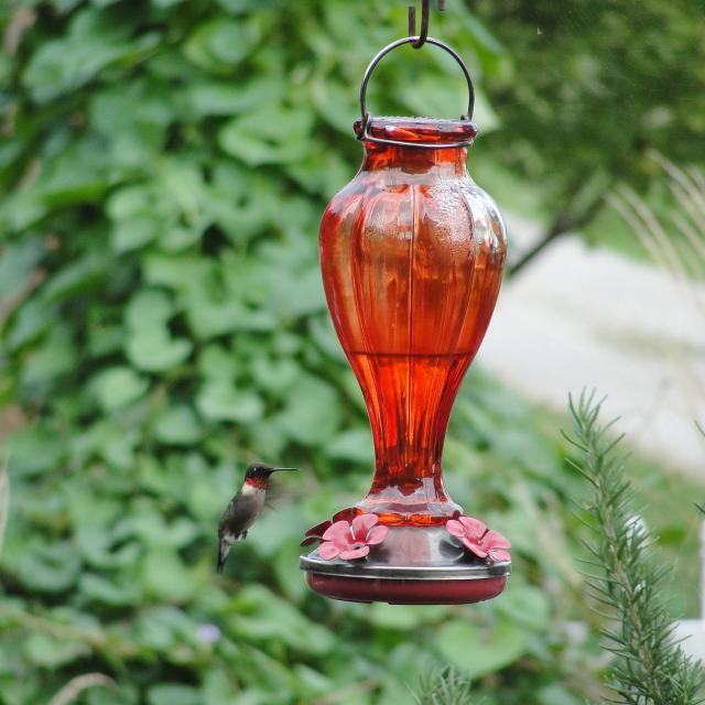 Hummingbird at feeder