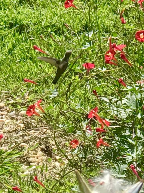 nectaring hummingbirds