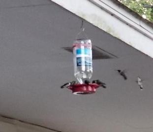 many hummingbirds at feeder