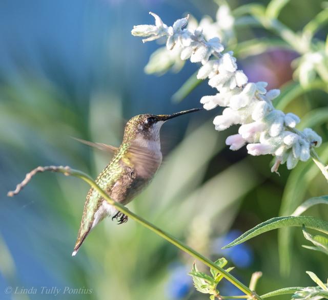 hummingbird
