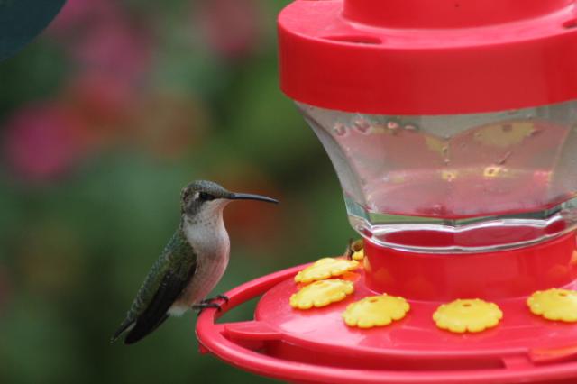 hummingbird