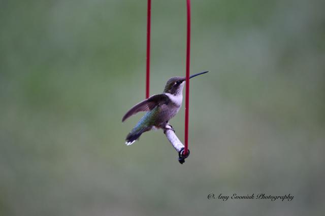 hummingbird