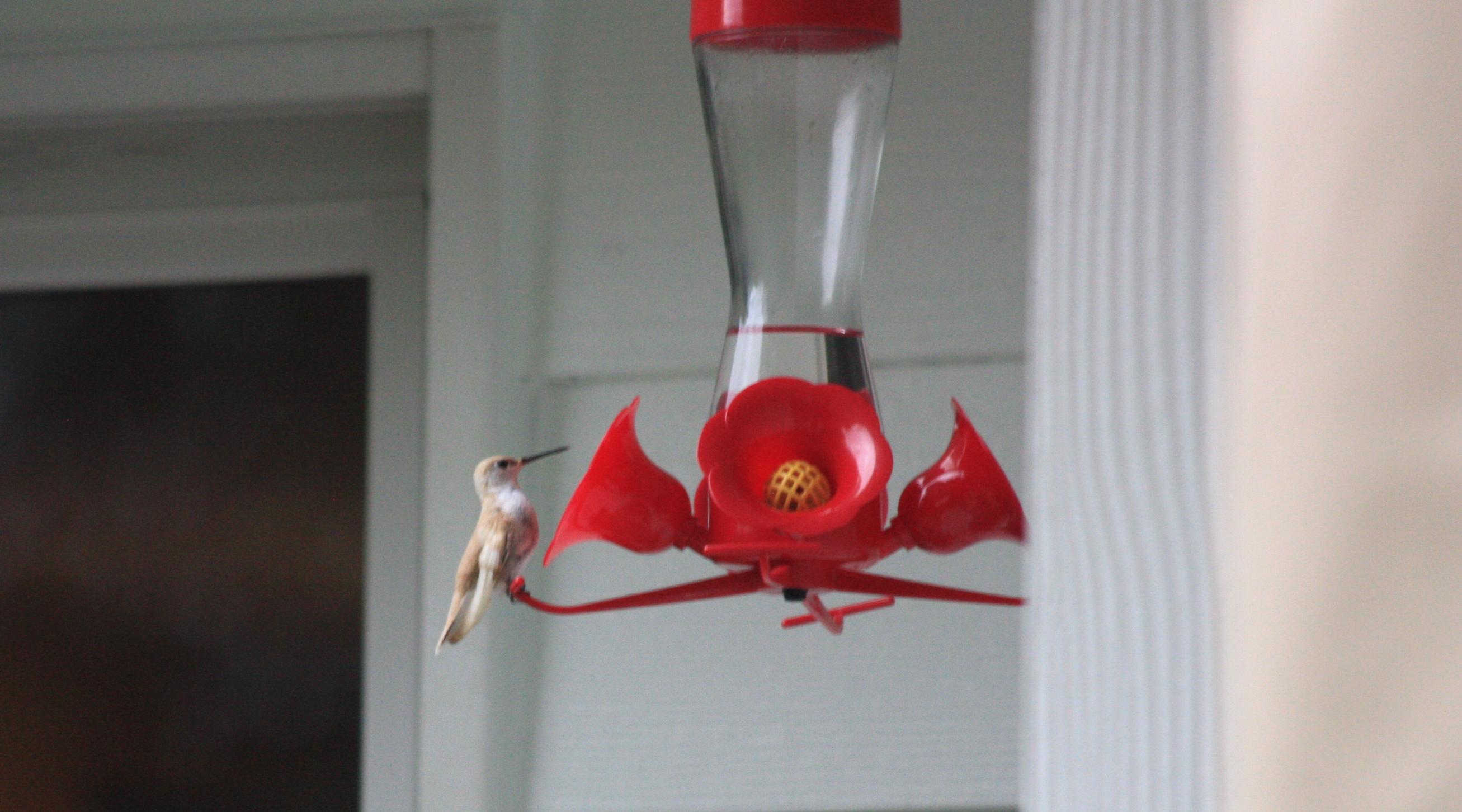 hummingbird
