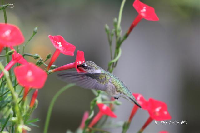 hummingbird