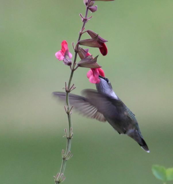 Hummingbird nectaring photo 