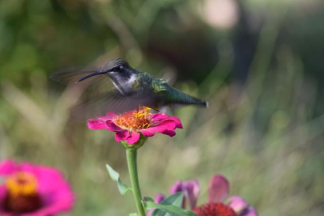 hummingbird