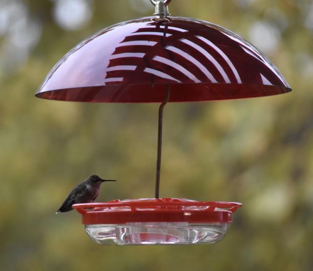 hummingbird