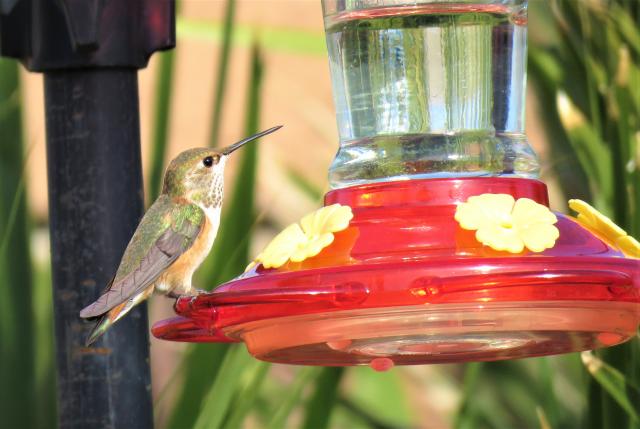 hummingbird