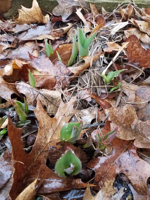 Tulips emerging. 
