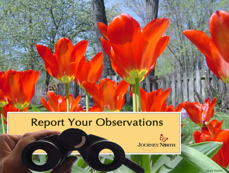 Tulip Spring 2020 Maps What & Where Report 