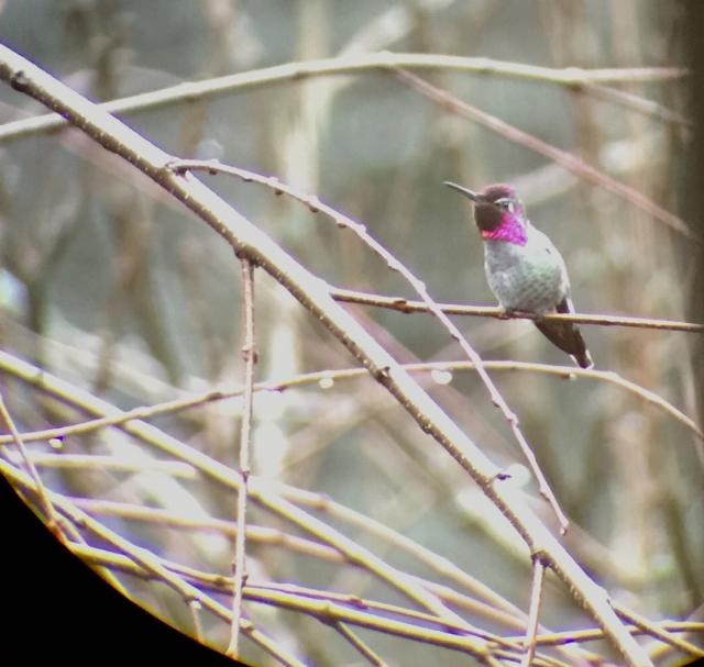Anna's hummingbird