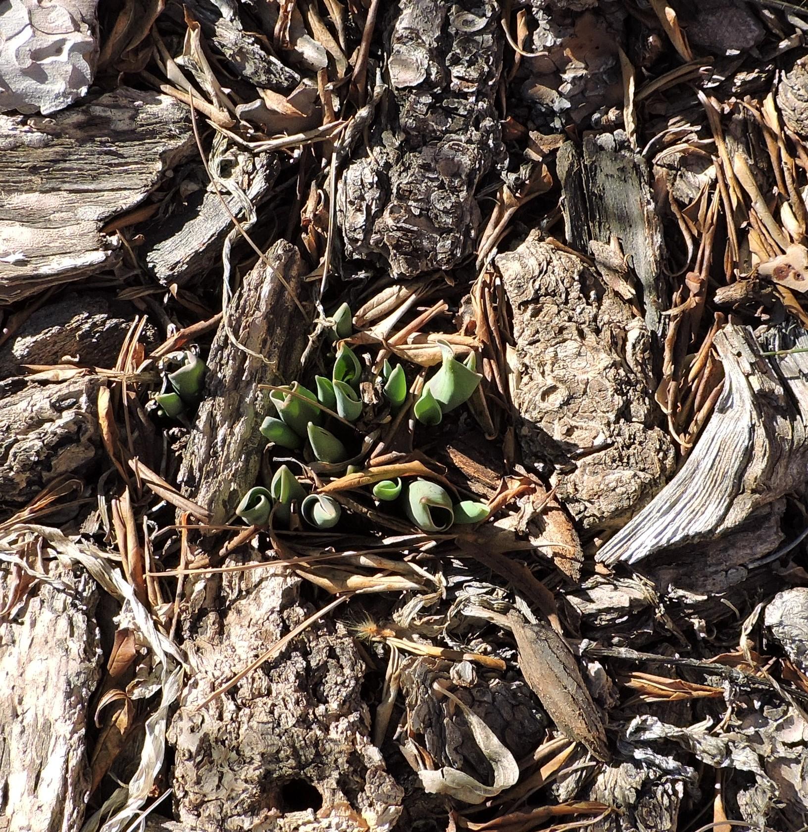 Early tulip emergence.