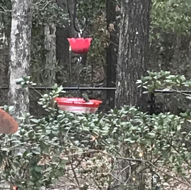 Ruby throated hummingbird