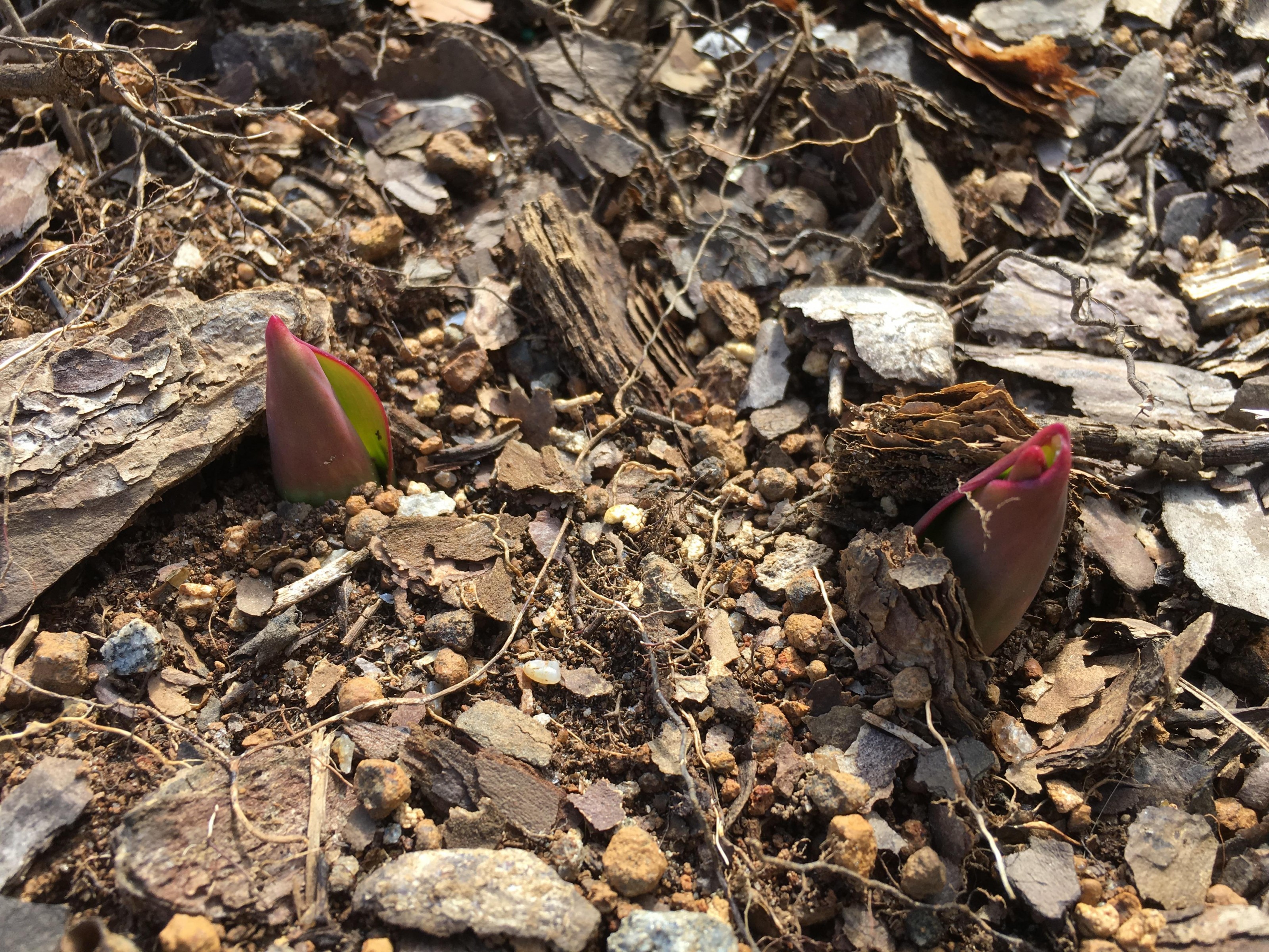 Emerging tulips.