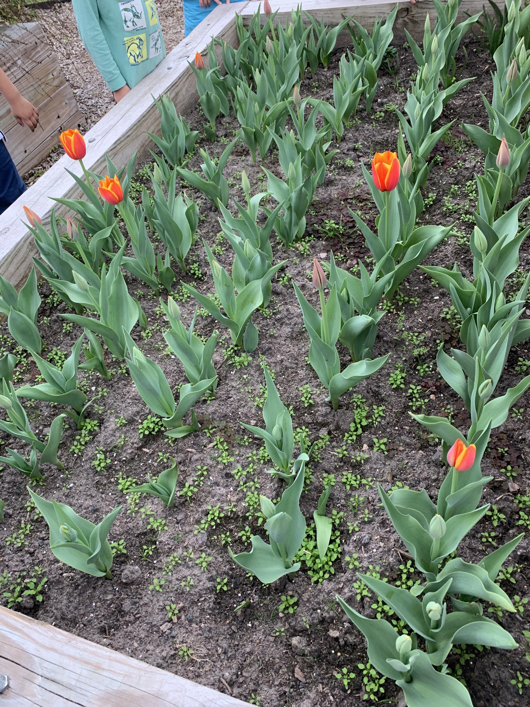 Tulips blooming in Texas.