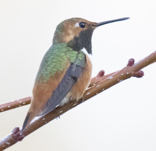 Rufous hummingbird