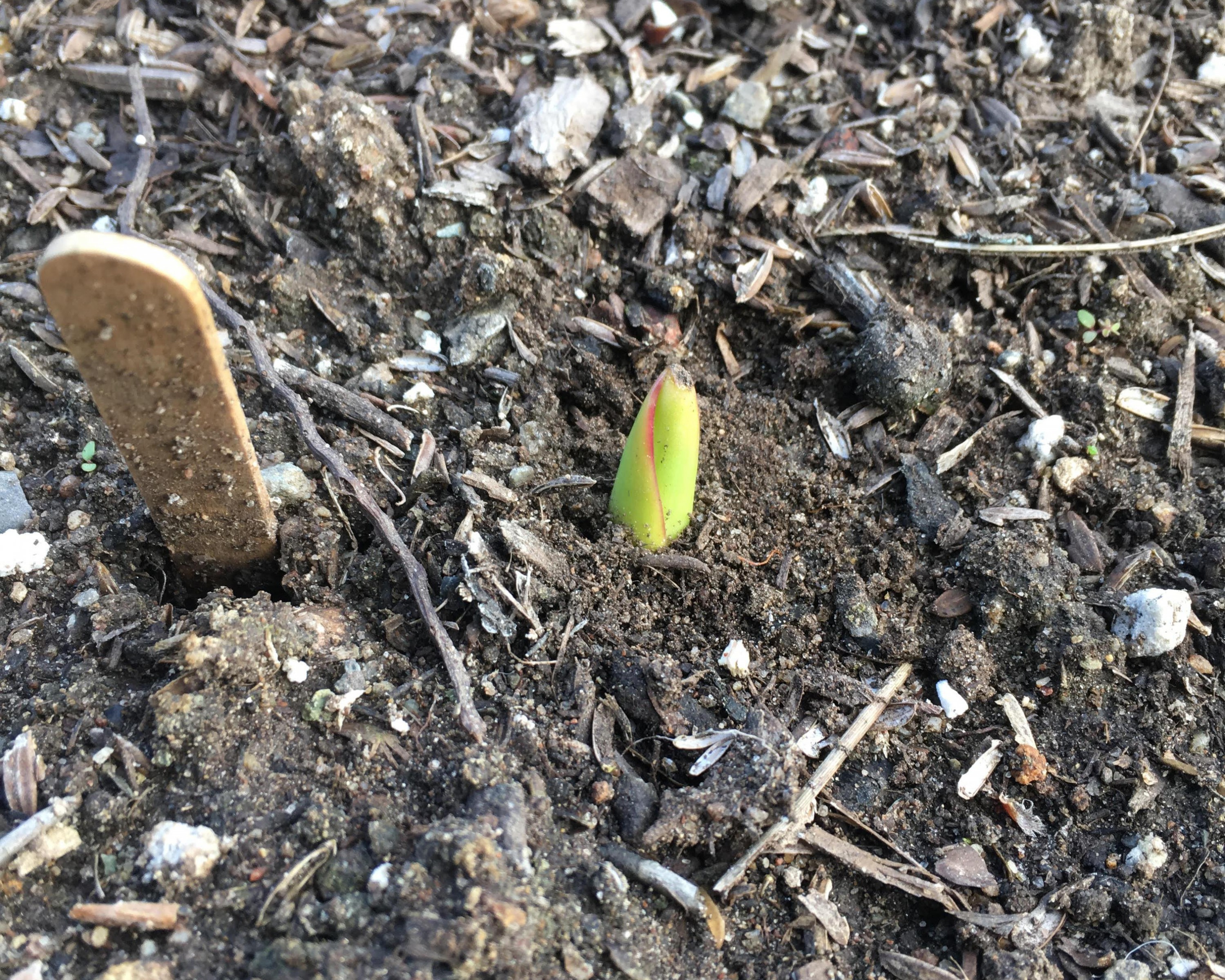 Tulip emerging from soil.