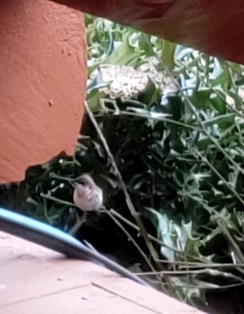 Black-chinned Delano, TN