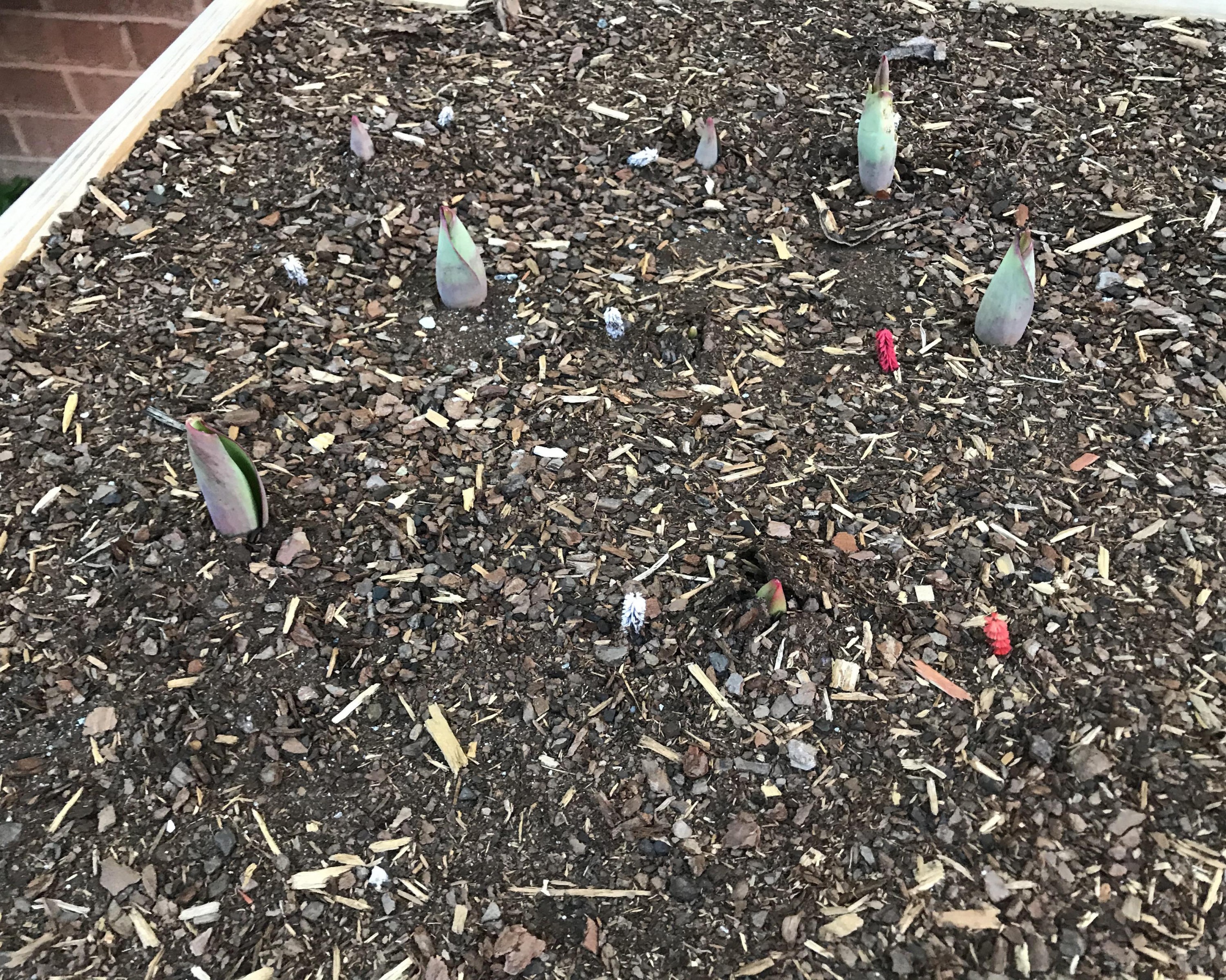 Tulips emerging.