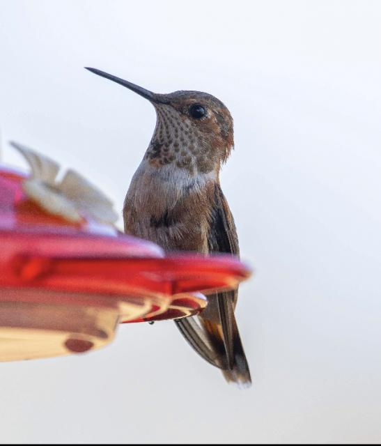 Rufous hummingbird