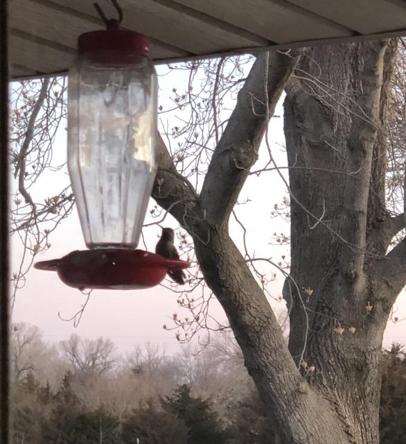 hummingbirds