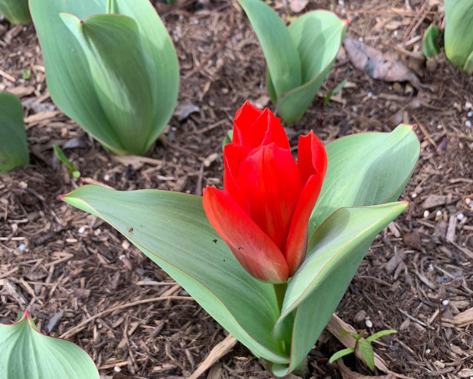 Scarlet tulip blooming.