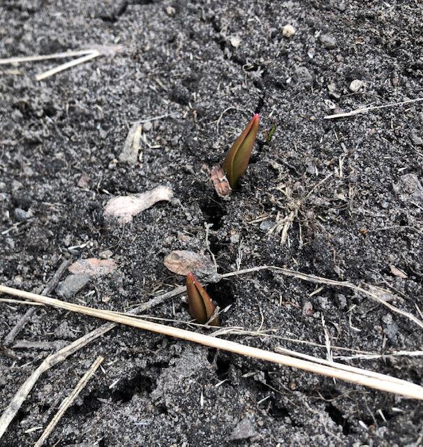 Tulips just emerging.