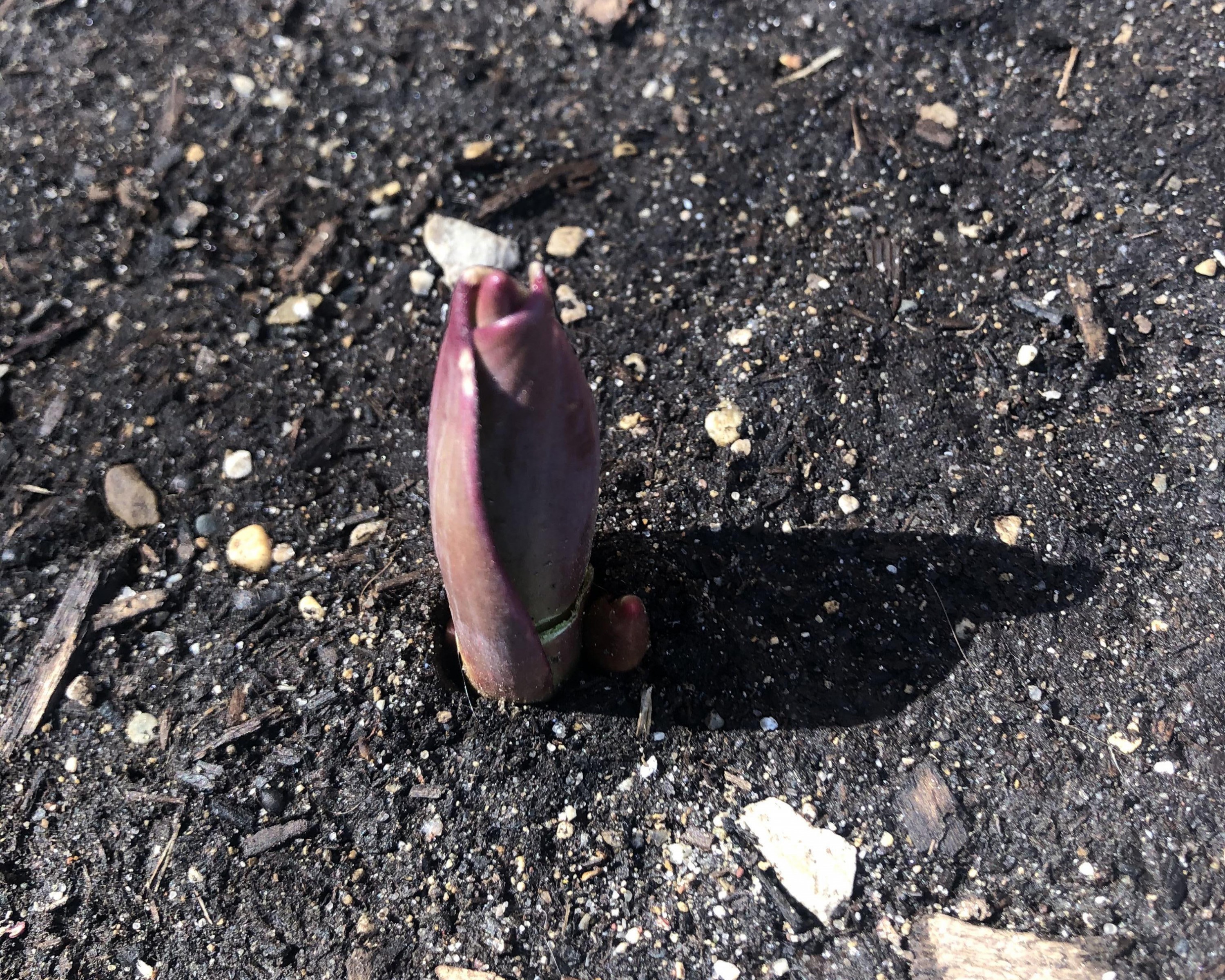 Emerging tulip