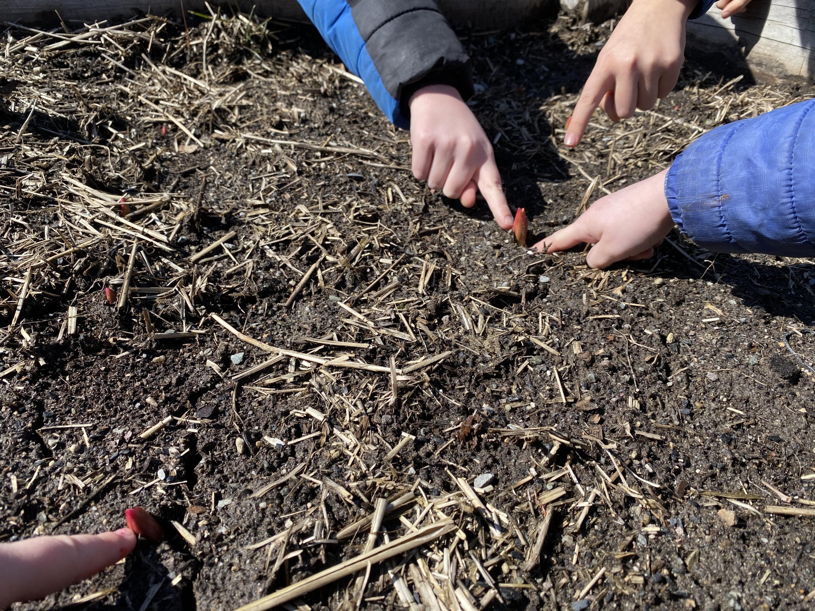 Students pointing at emerging tulips