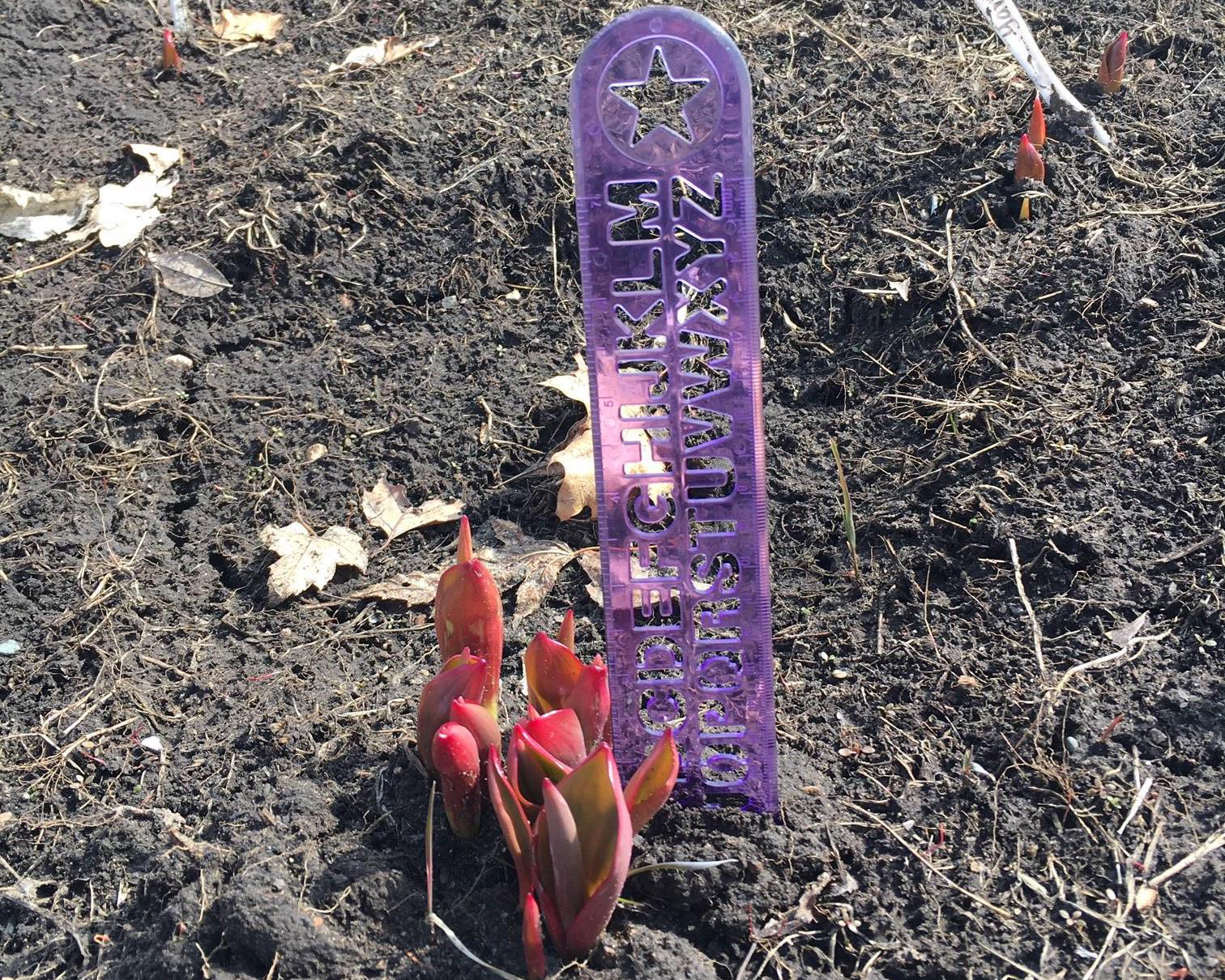 Measuring emerging tulips