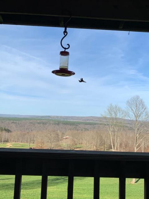 Ruby throated hummingbird