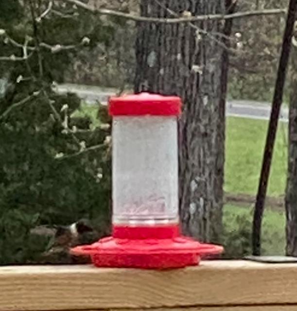 Ruby throated hummingbird