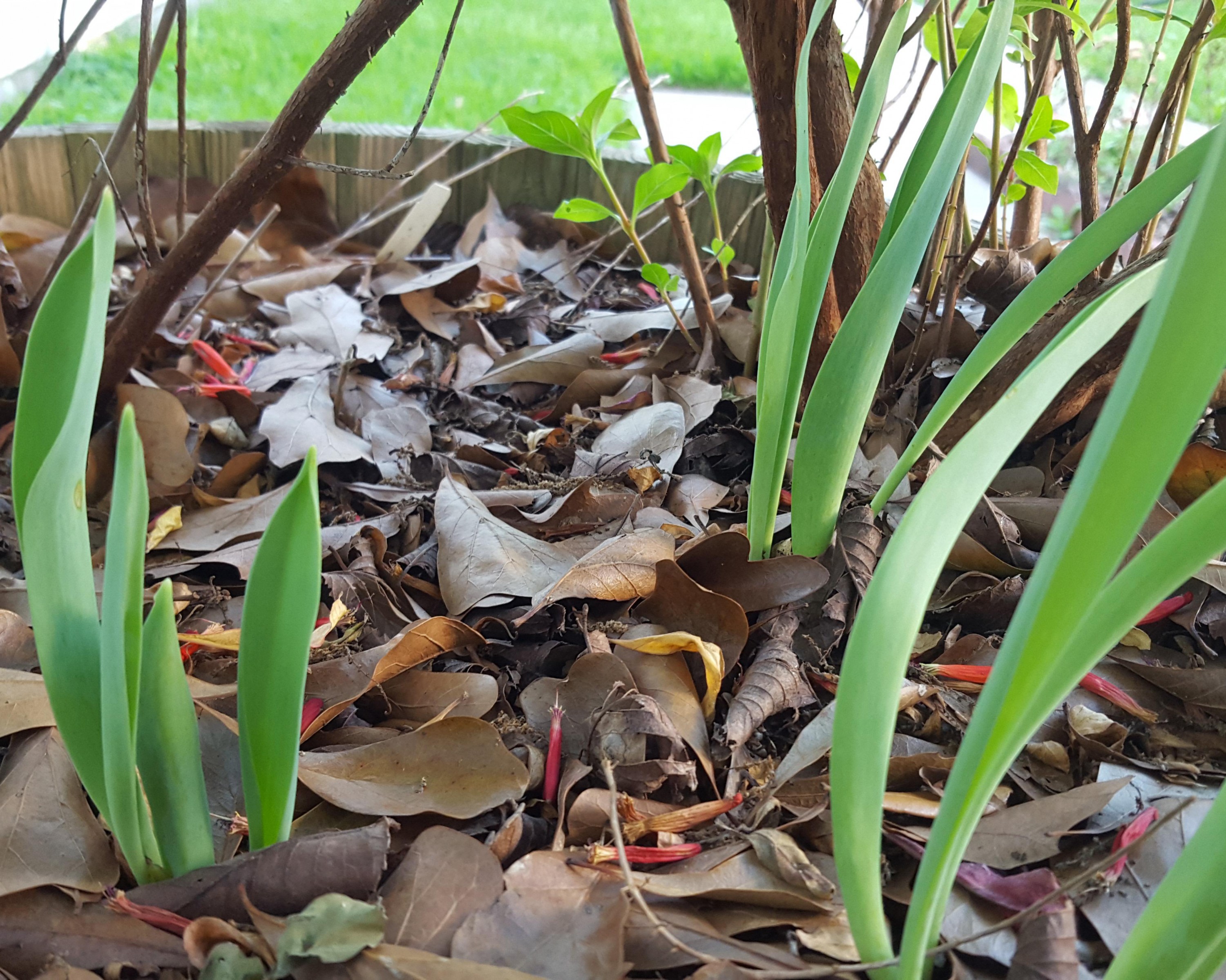 Emerging tulips