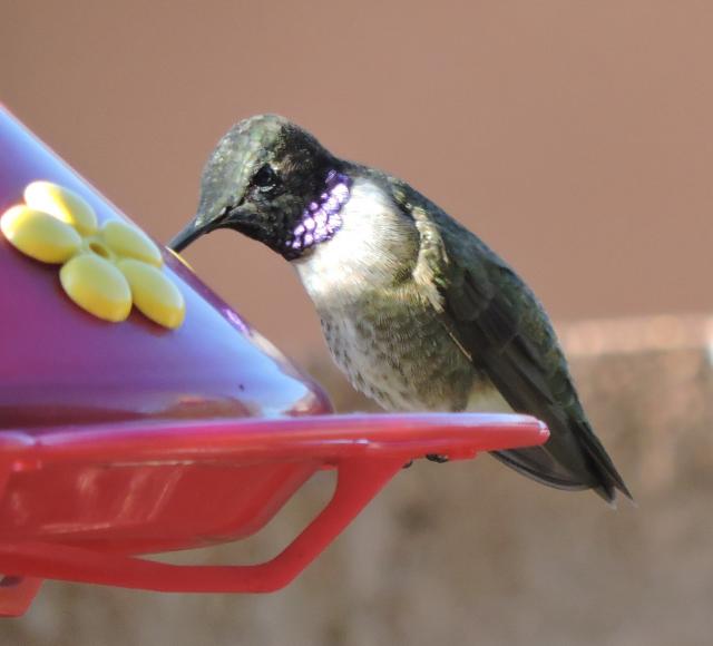Black-chinned 