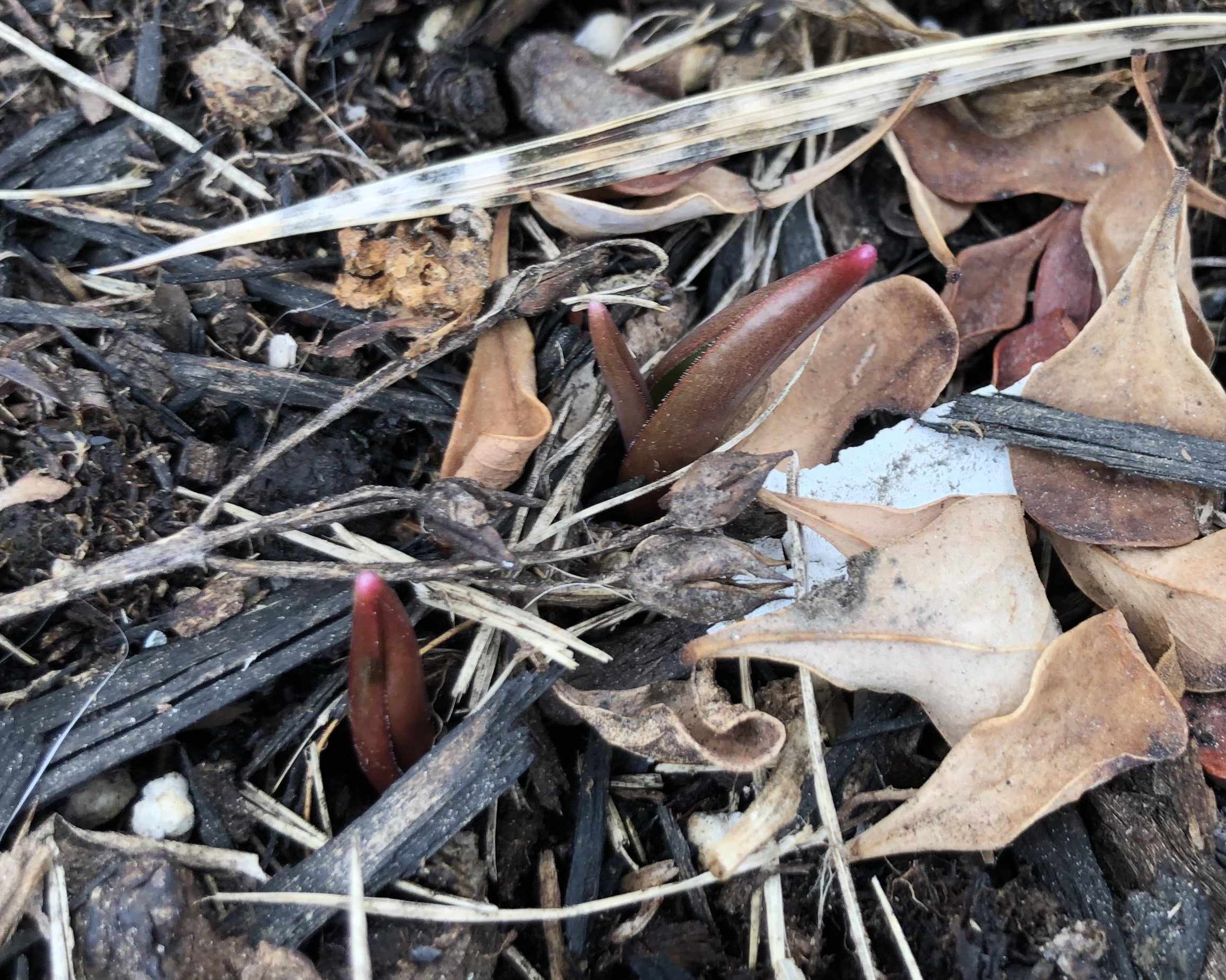 Emerging tulips in Alberta, Canada.