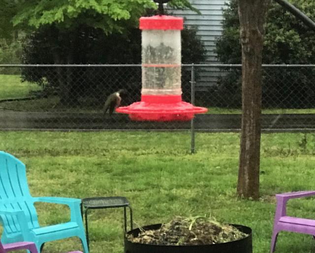 Ruby throated hummingbird