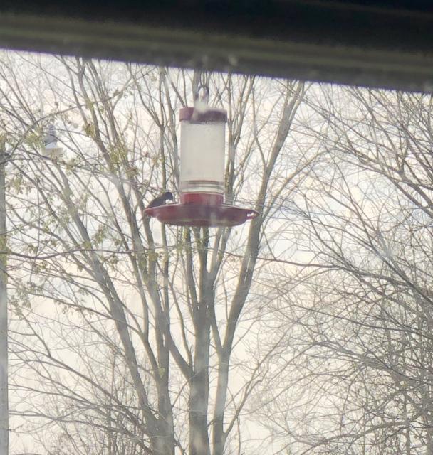 Ruby throated hummingbird