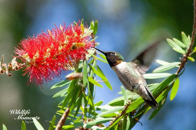Ruby throated hummingbird